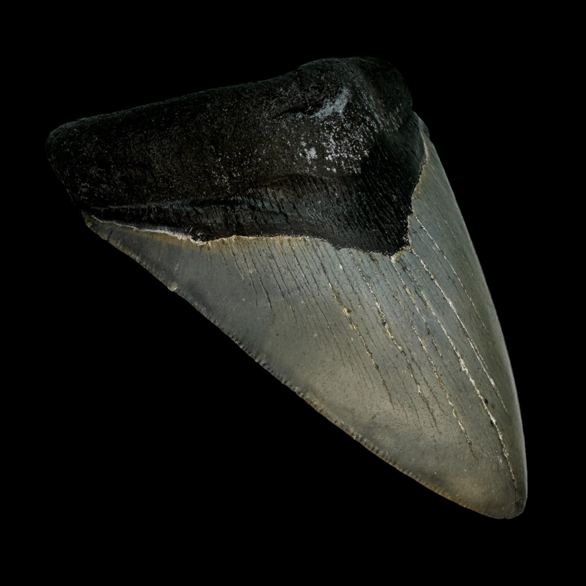 4.77" Serrated Megalodon Tooth Fossil - Image 4