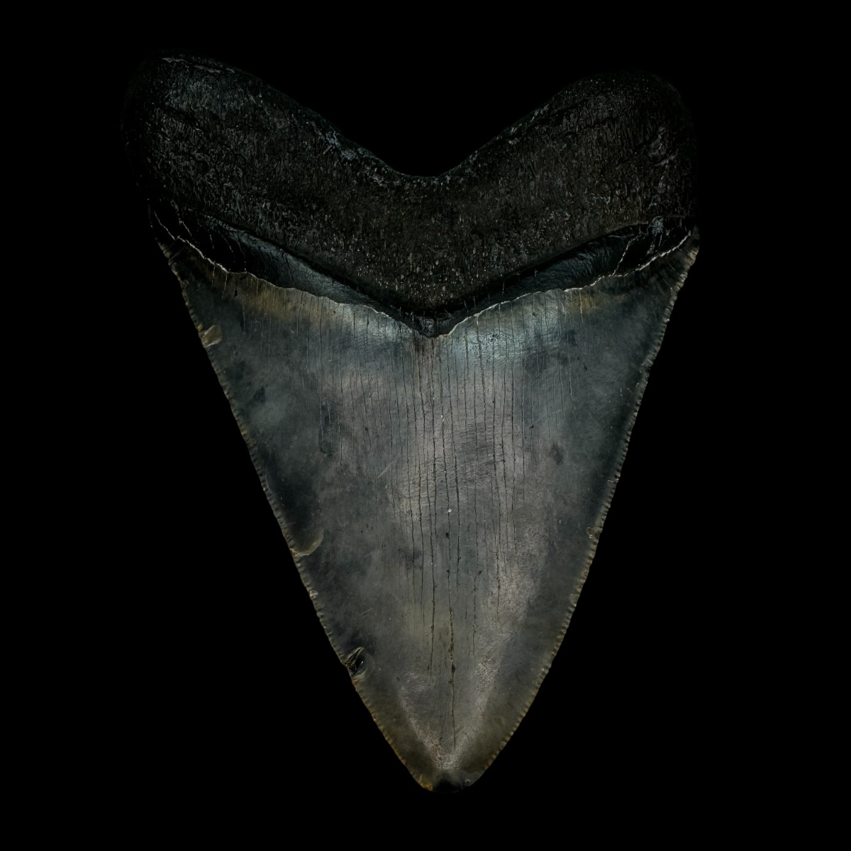 4.77" Serrated Megalodon Tooth Fossil - Image 2