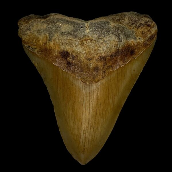 4.88" Megalodon Tooth Fossil
