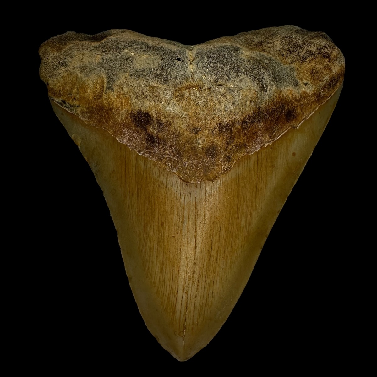 4.88" Megalodon Tooth Fossil