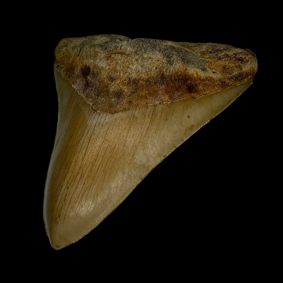 4.88" Megalodon Tooth Fossil - Image 3
