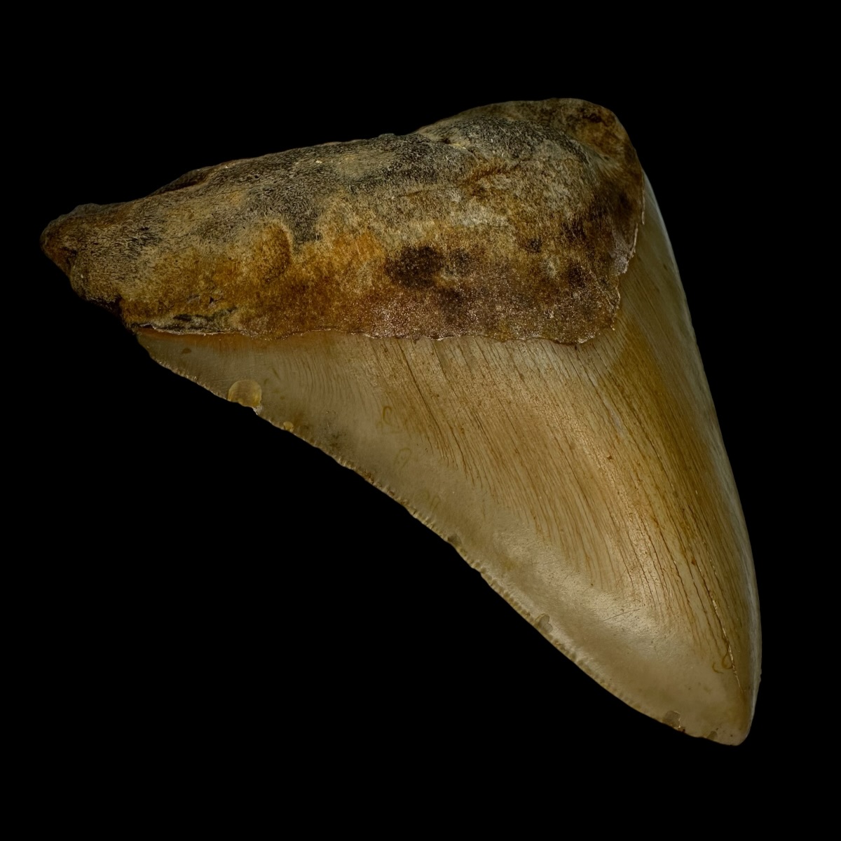 4.88" Megalodon Tooth Fossil - Image 4