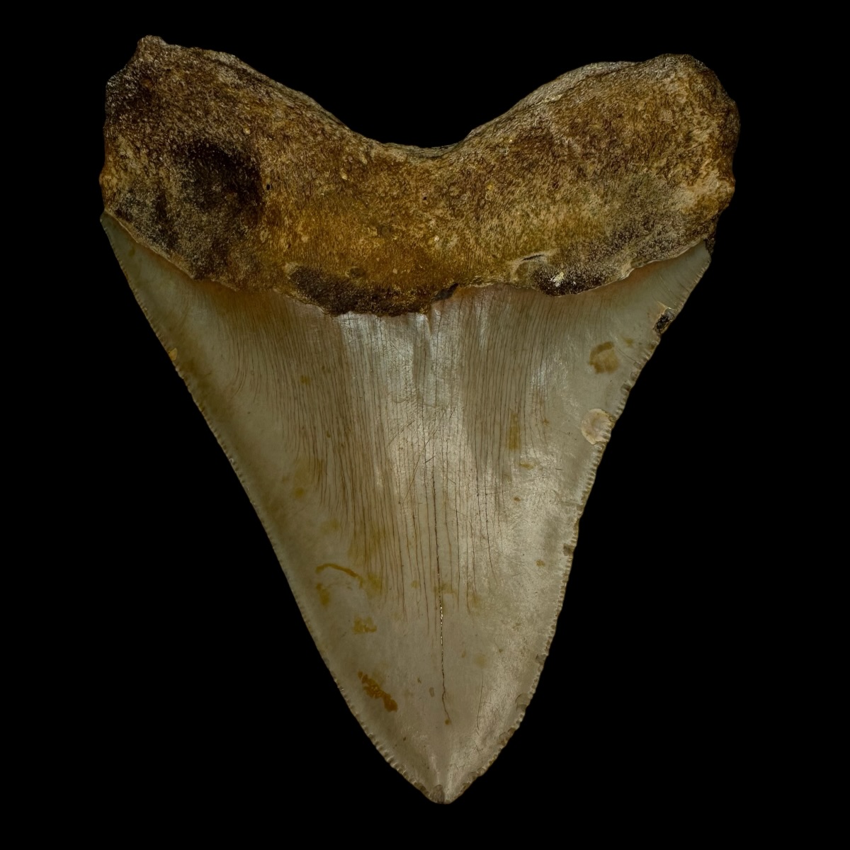 4.88" Megalodon Tooth Fossil - Image 2
