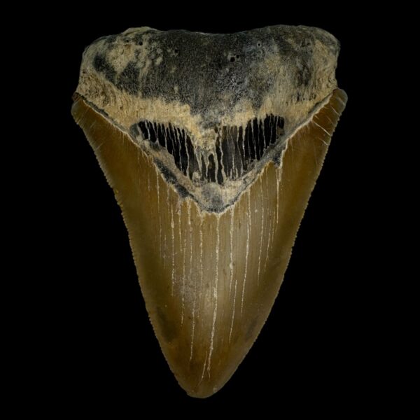 4.28" Serrated Megalodon Tooth Fossil