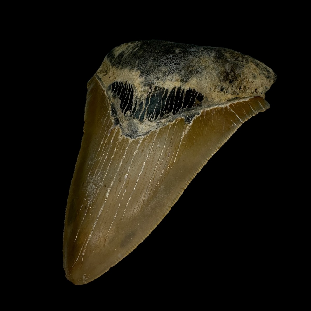 4.28" Serrated Megalodon Tooth Fossil - Image 3