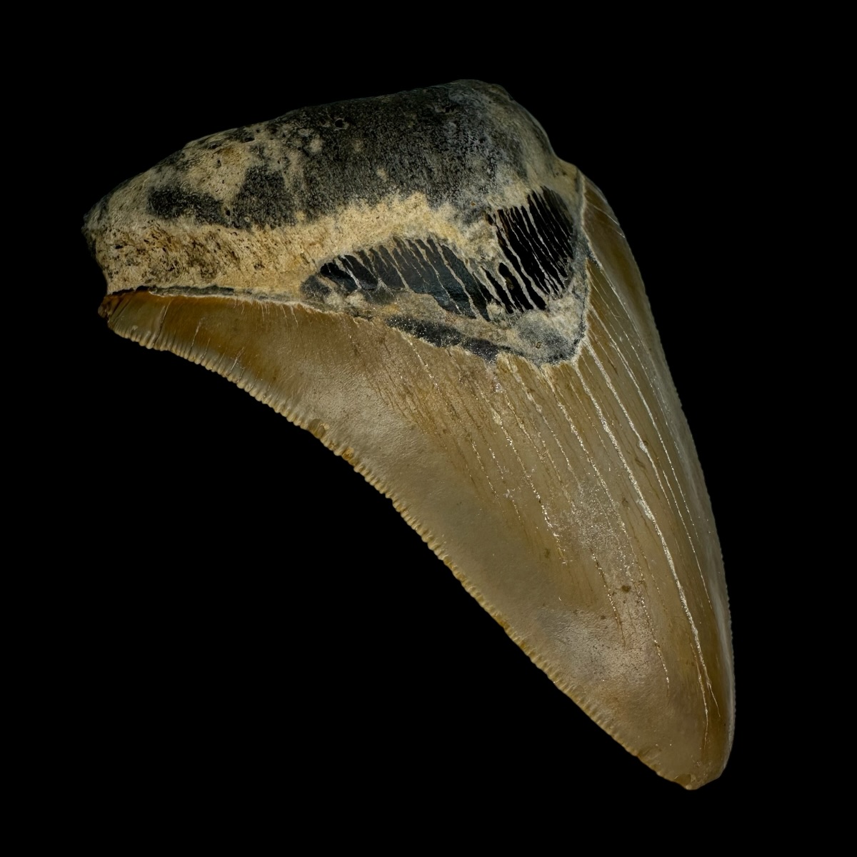 4.28" Serrated Megalodon Tooth Fossil - Image 4
