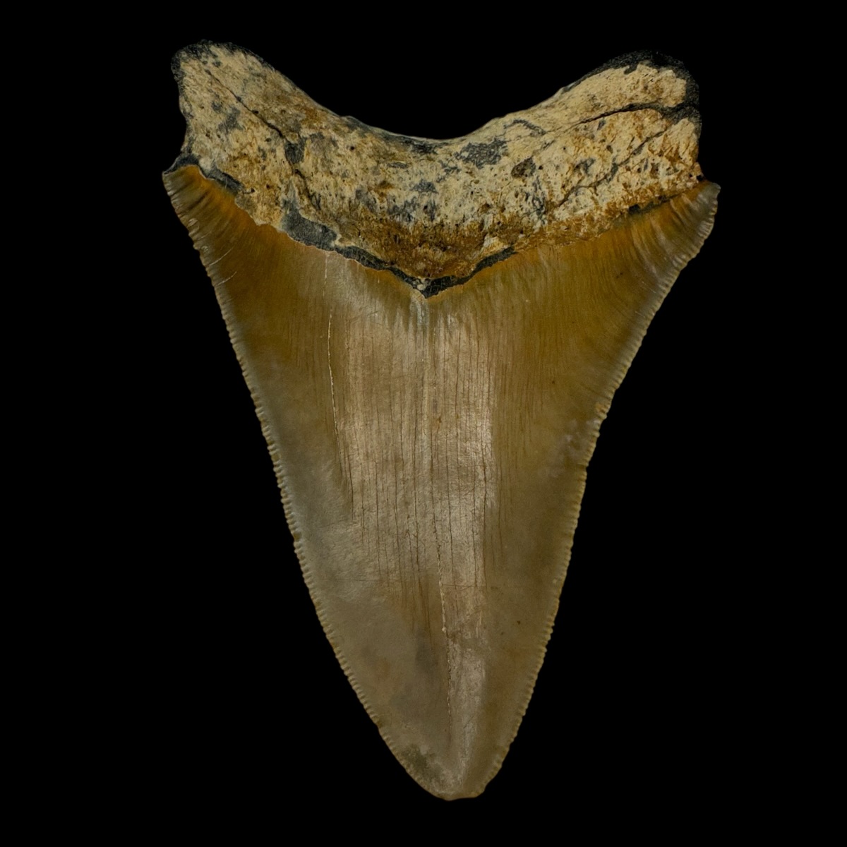 4.28" Serrated Megalodon Tooth Fossil - Image 2