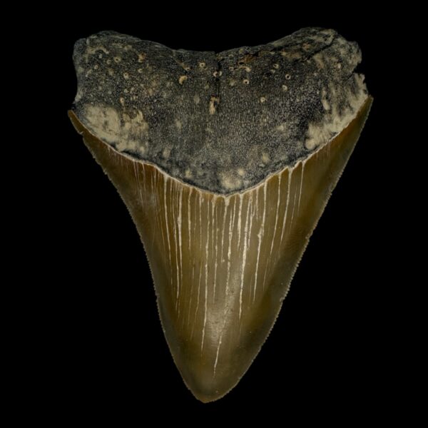 4.09" Serrated Megalodon Tooth Fossil