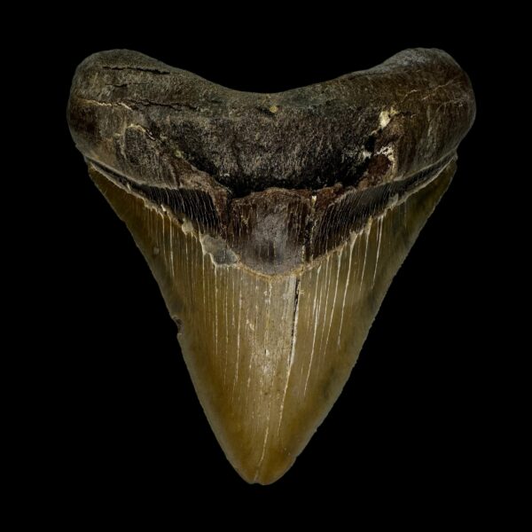 4.49" Megalodon Tooth Fossil
