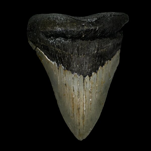 4.36" Megalodon Tooth Fossil