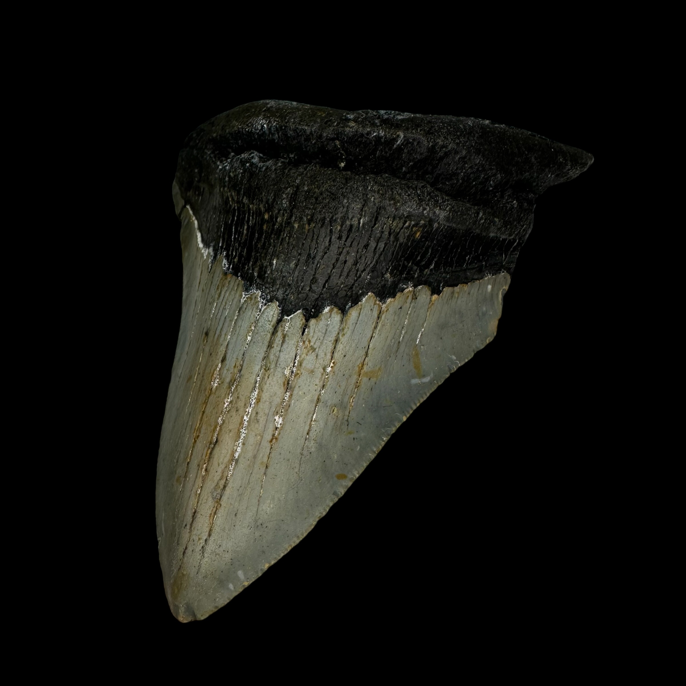 4.36" Megalodon Tooth Fossil - Image 3