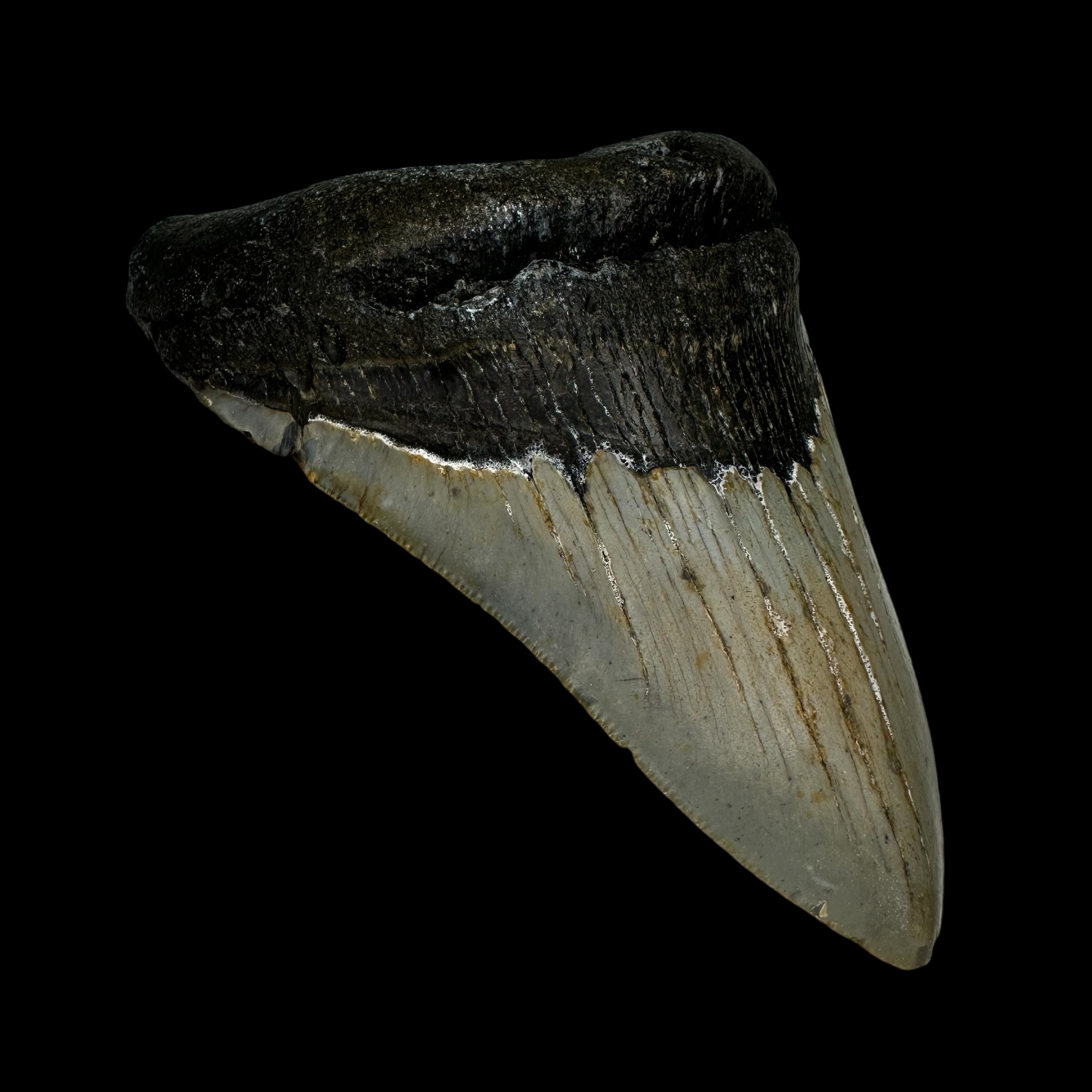 4.36" Megalodon Tooth Fossil - Image 4