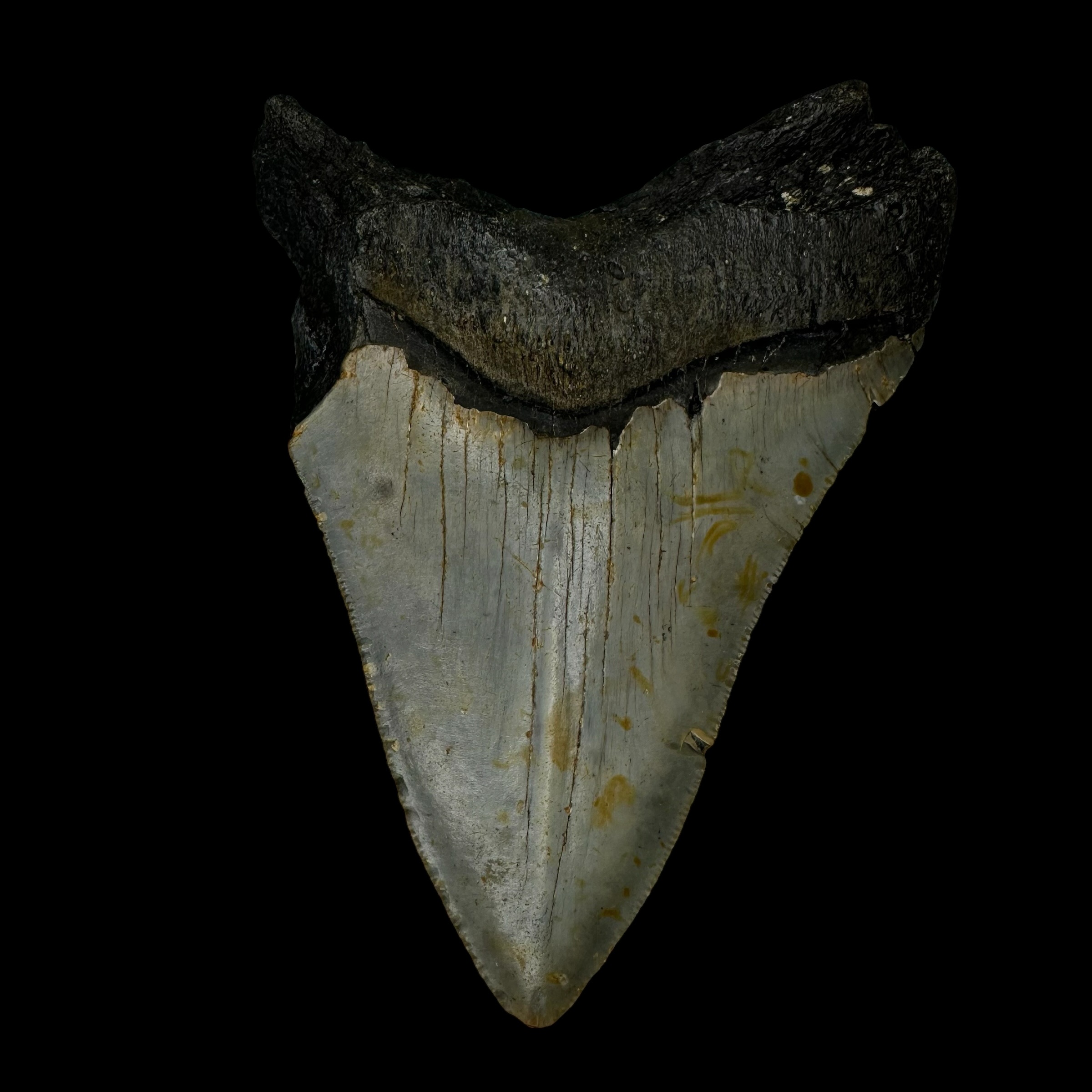 4.36" Megalodon Tooth Fossil - Image 2