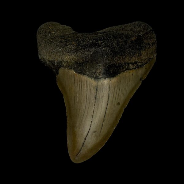 3.25" Megalodon Tooth Fossil