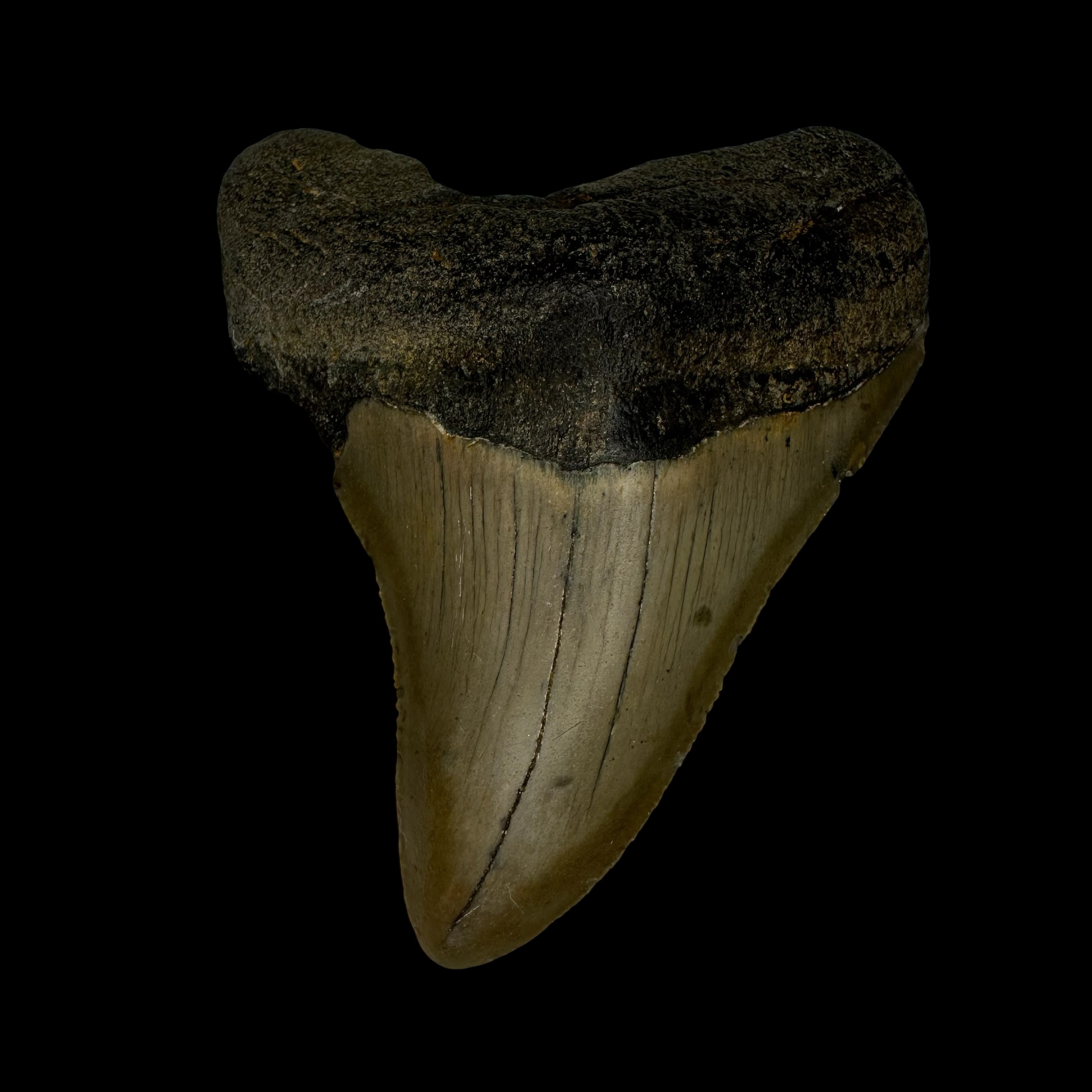 3.25" Megalodon Tooth Fossil