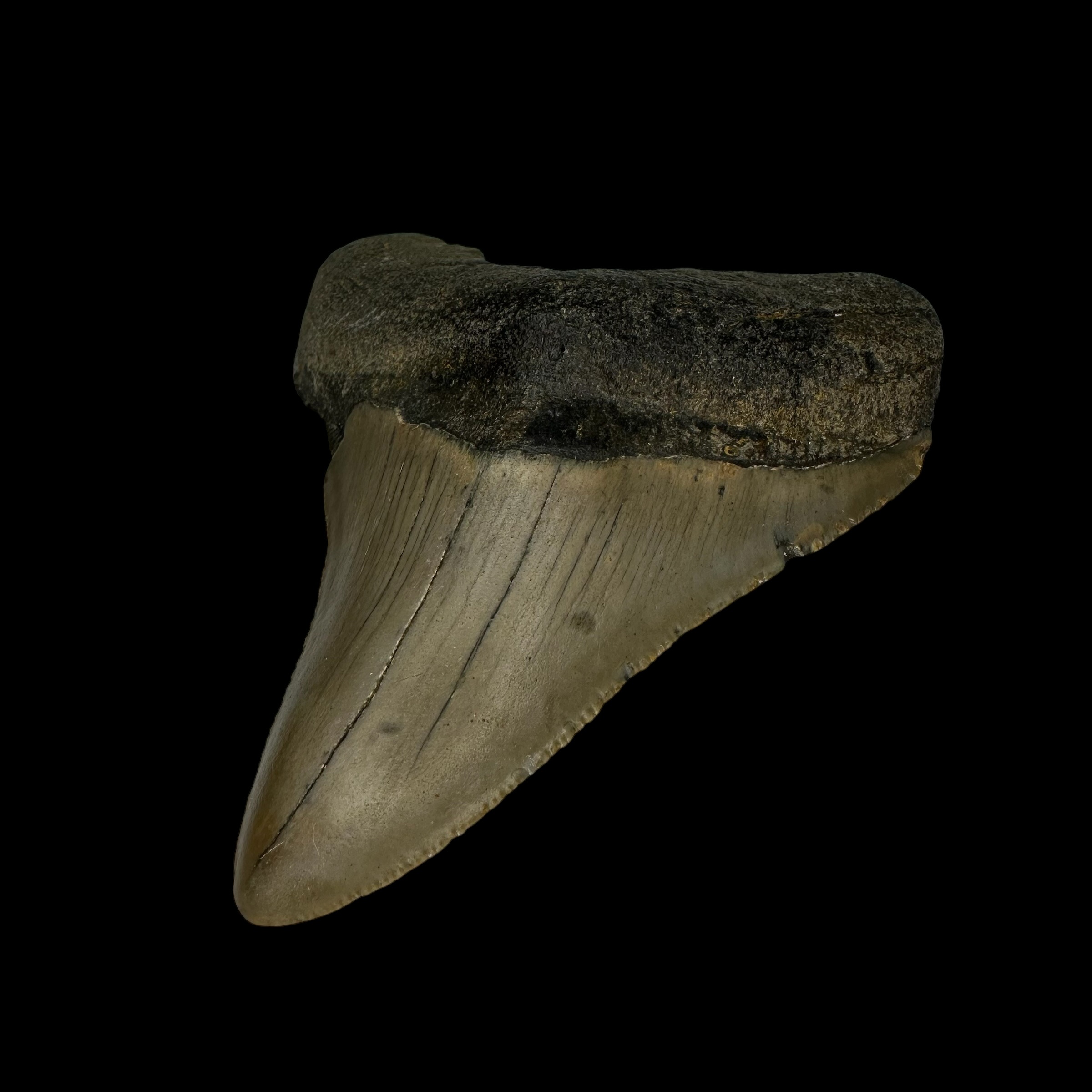 3.25" Megalodon Tooth Fossil - Image 3