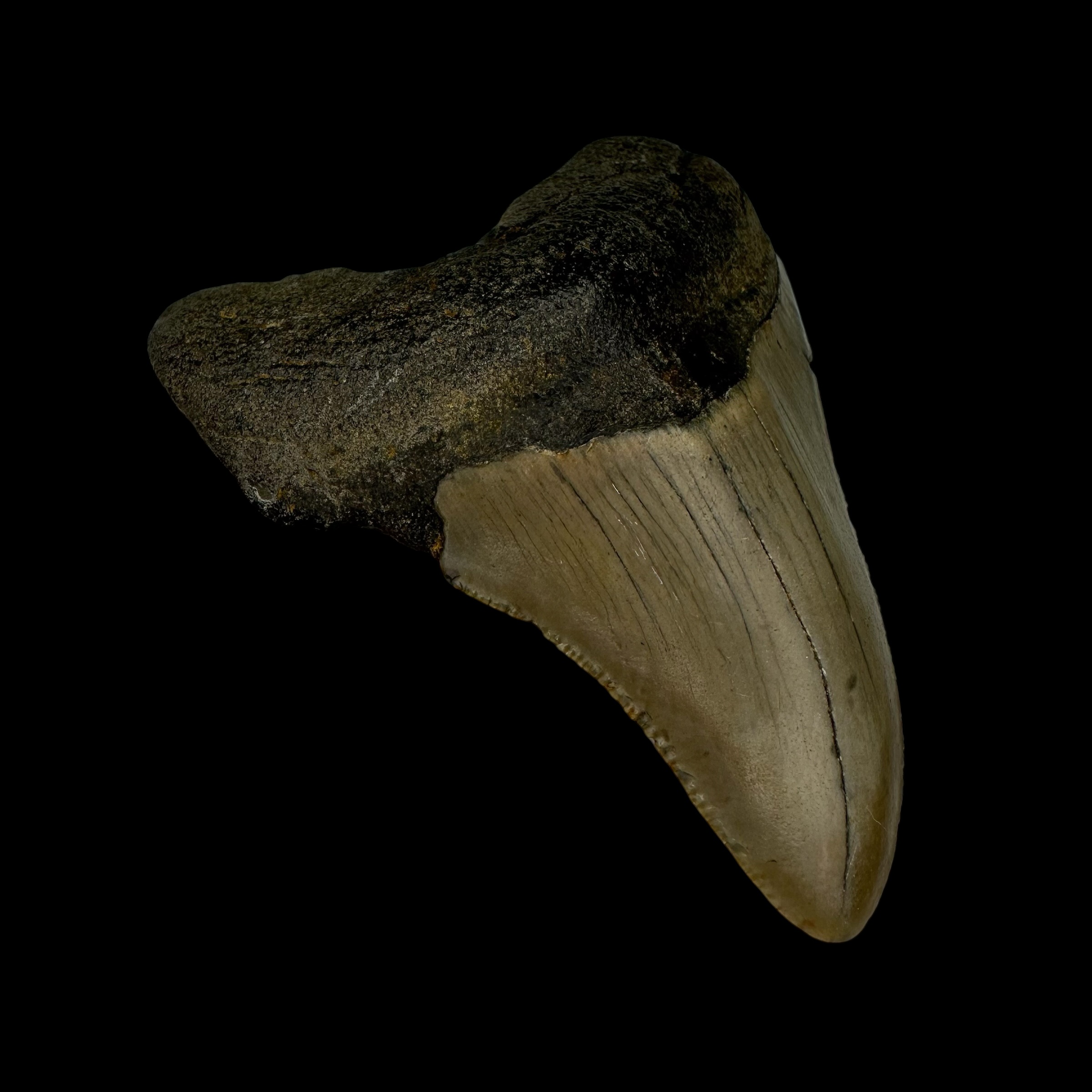 3.25" Megalodon Tooth Fossil - Image 4