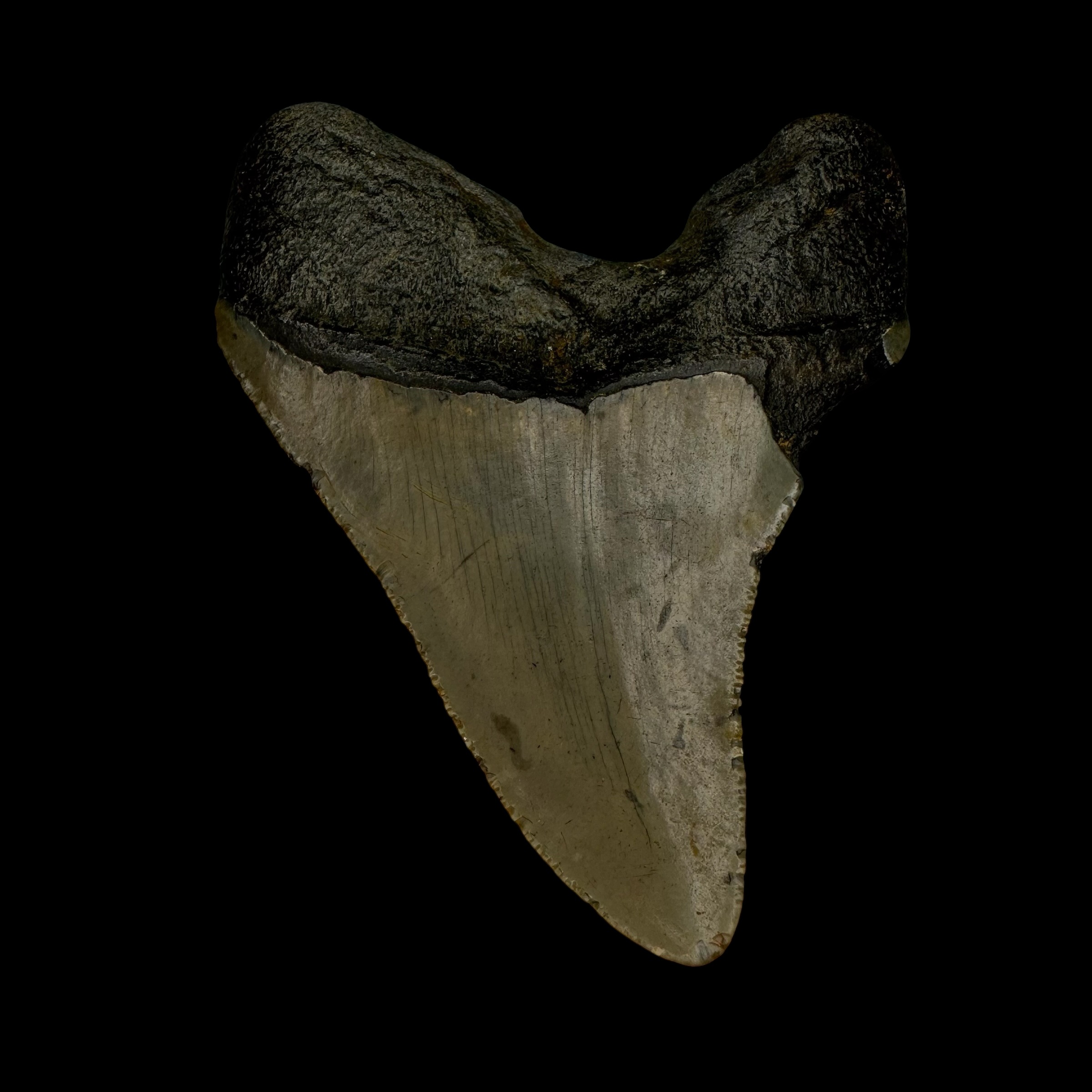 3.25" Megalodon Tooth Fossil - Image 2