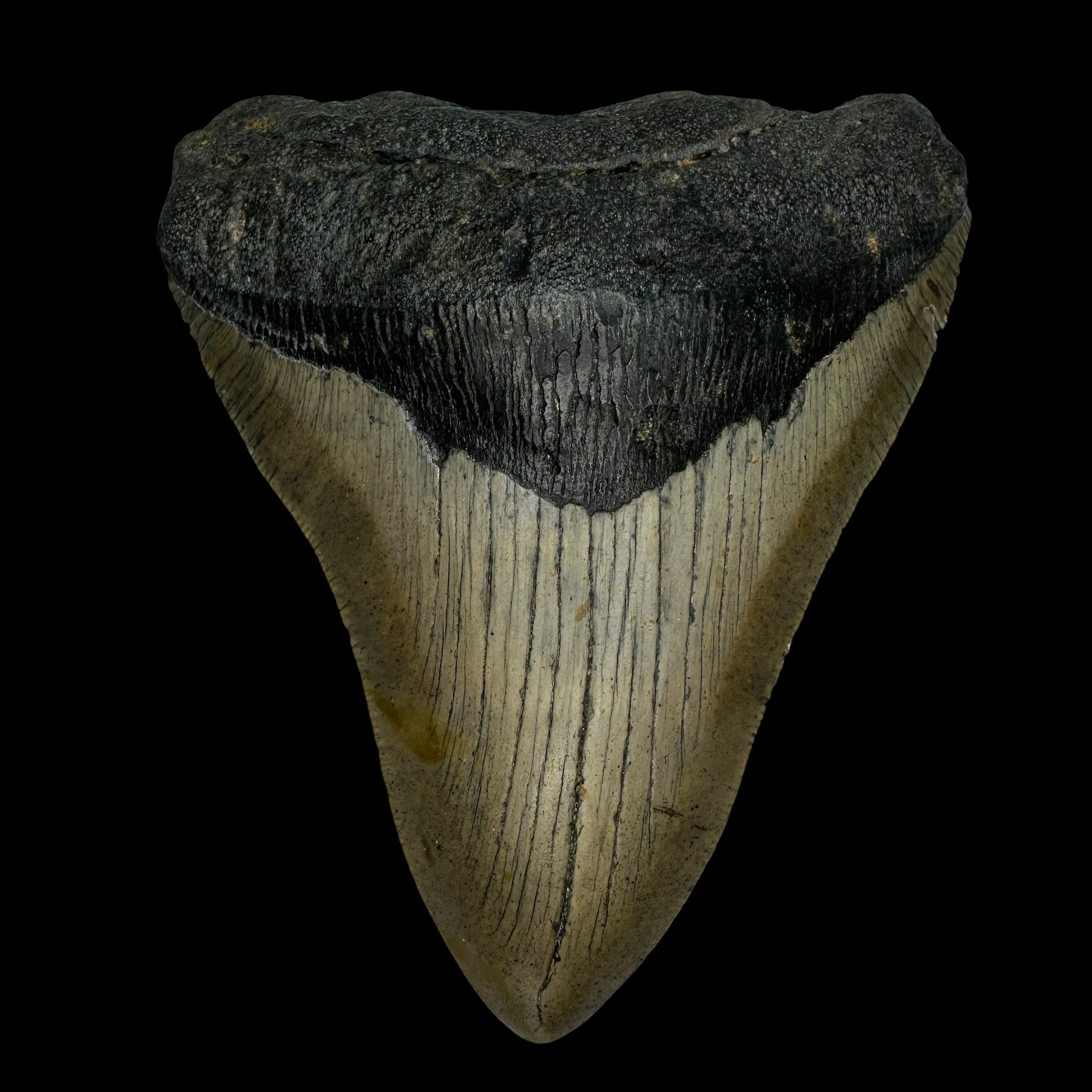 4.86" Megalodon Tooth Fossil