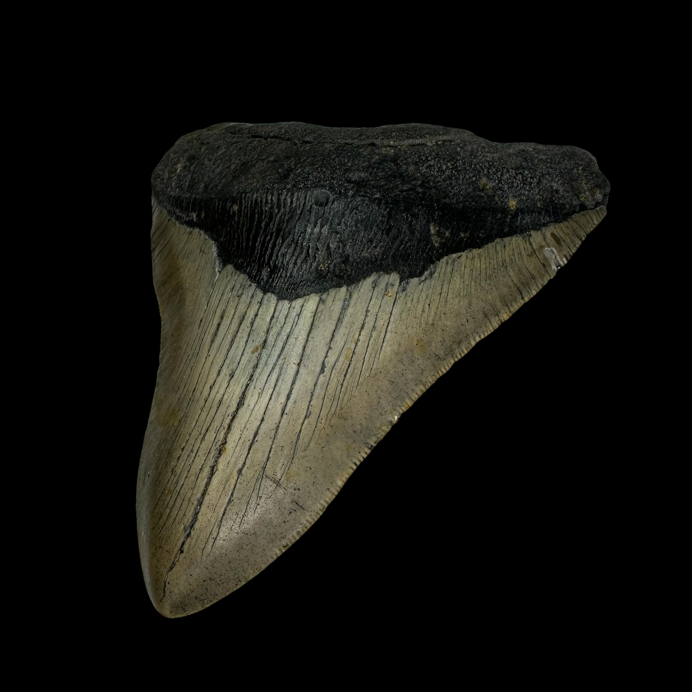4.86" Megalodon Tooth Fossil - Image 3