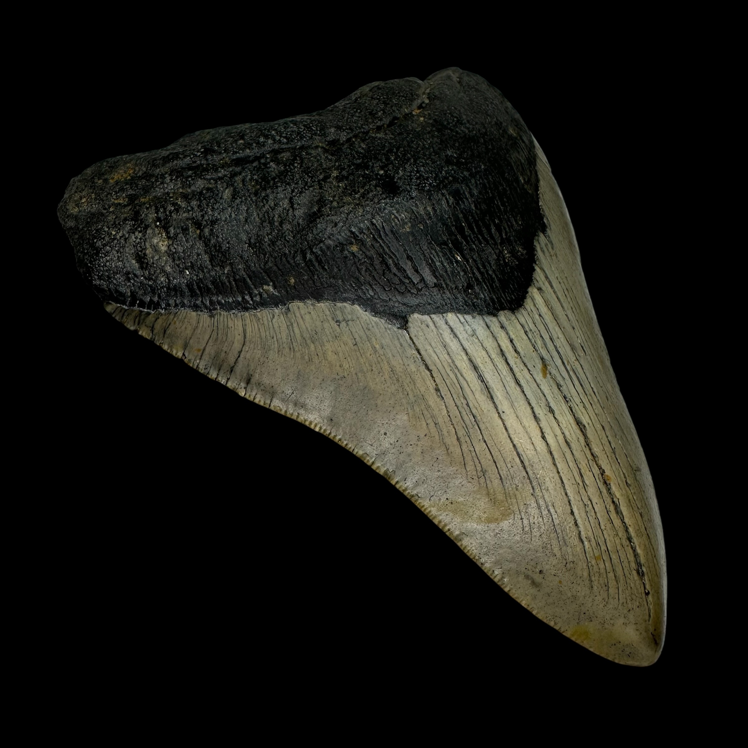 4.86" Megalodon Tooth Fossil - Image 4