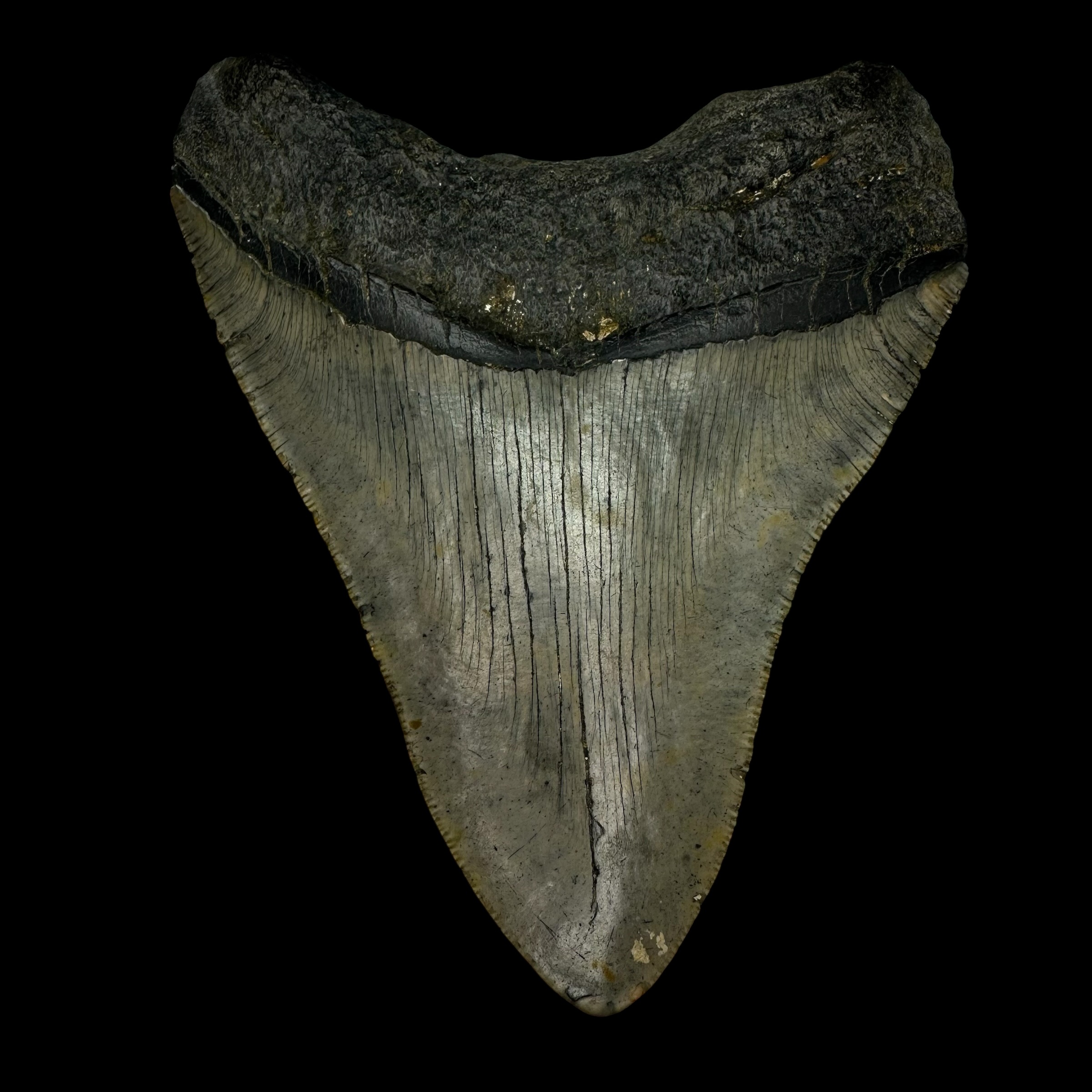 4.86" Megalodon Tooth Fossil - Image 2