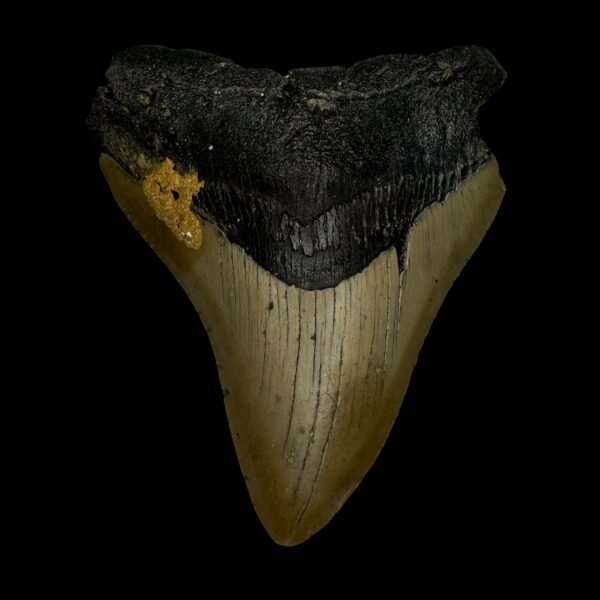 4.33" Megalodon Tooth Fossil