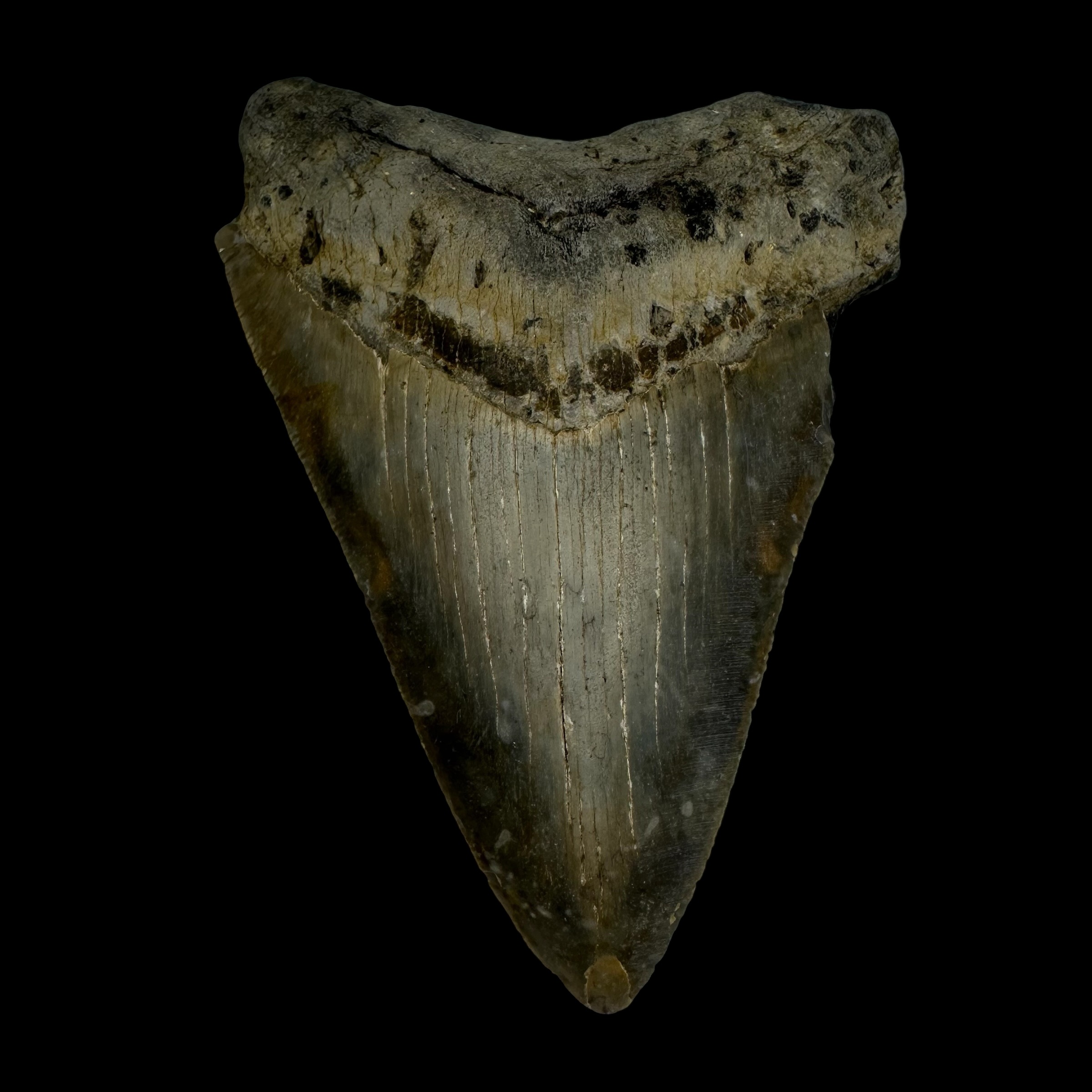 4.11" Megalodon Tooth Fossil