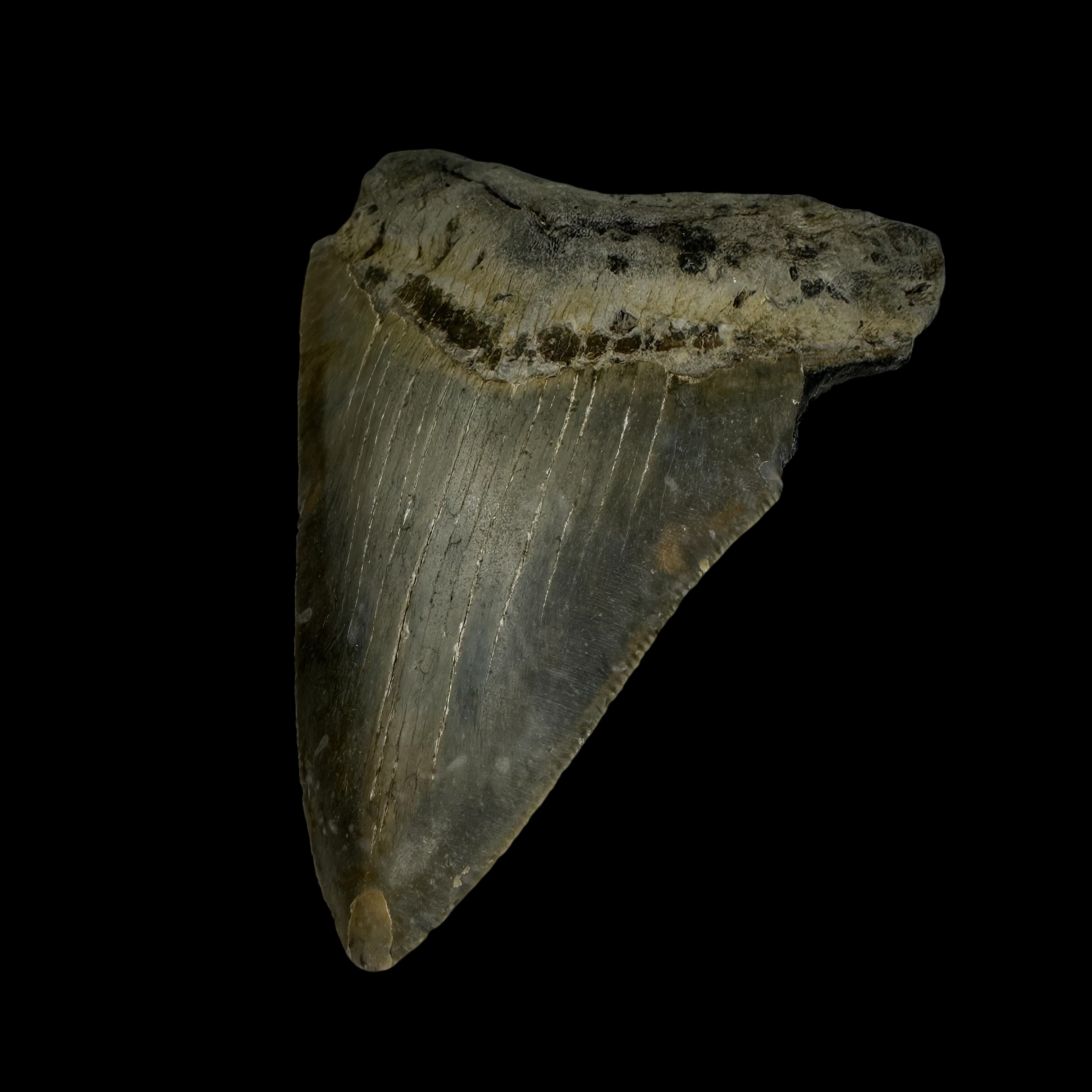 4.11" Megalodon Tooth Fossil - Image 3