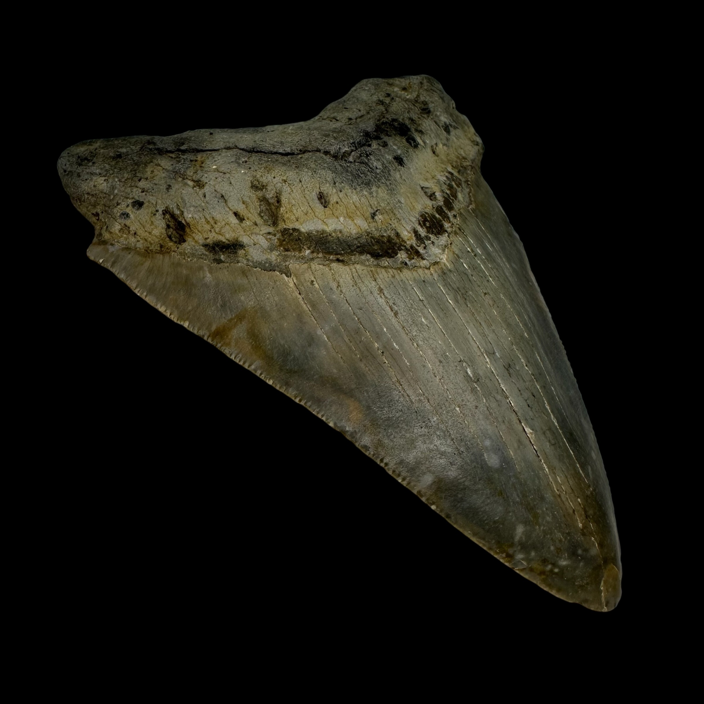 4.11" Megalodon Tooth Fossil - Image 4