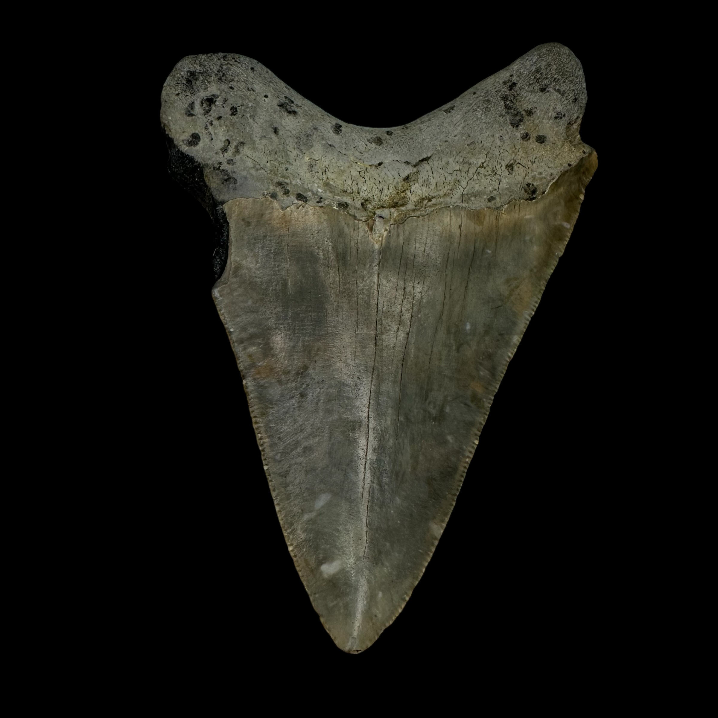 4.11" Megalodon Tooth Fossil - Image 2