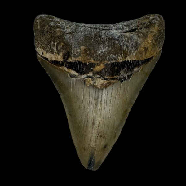 4.32" Megalodon Tooth Fossil