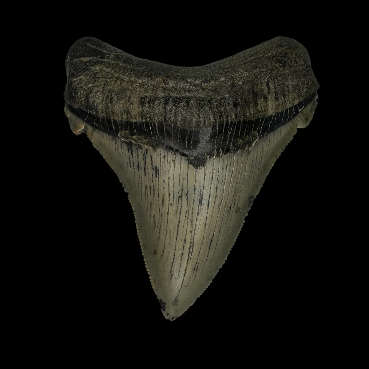 Chubutensis Tooth Fossil 3.30"