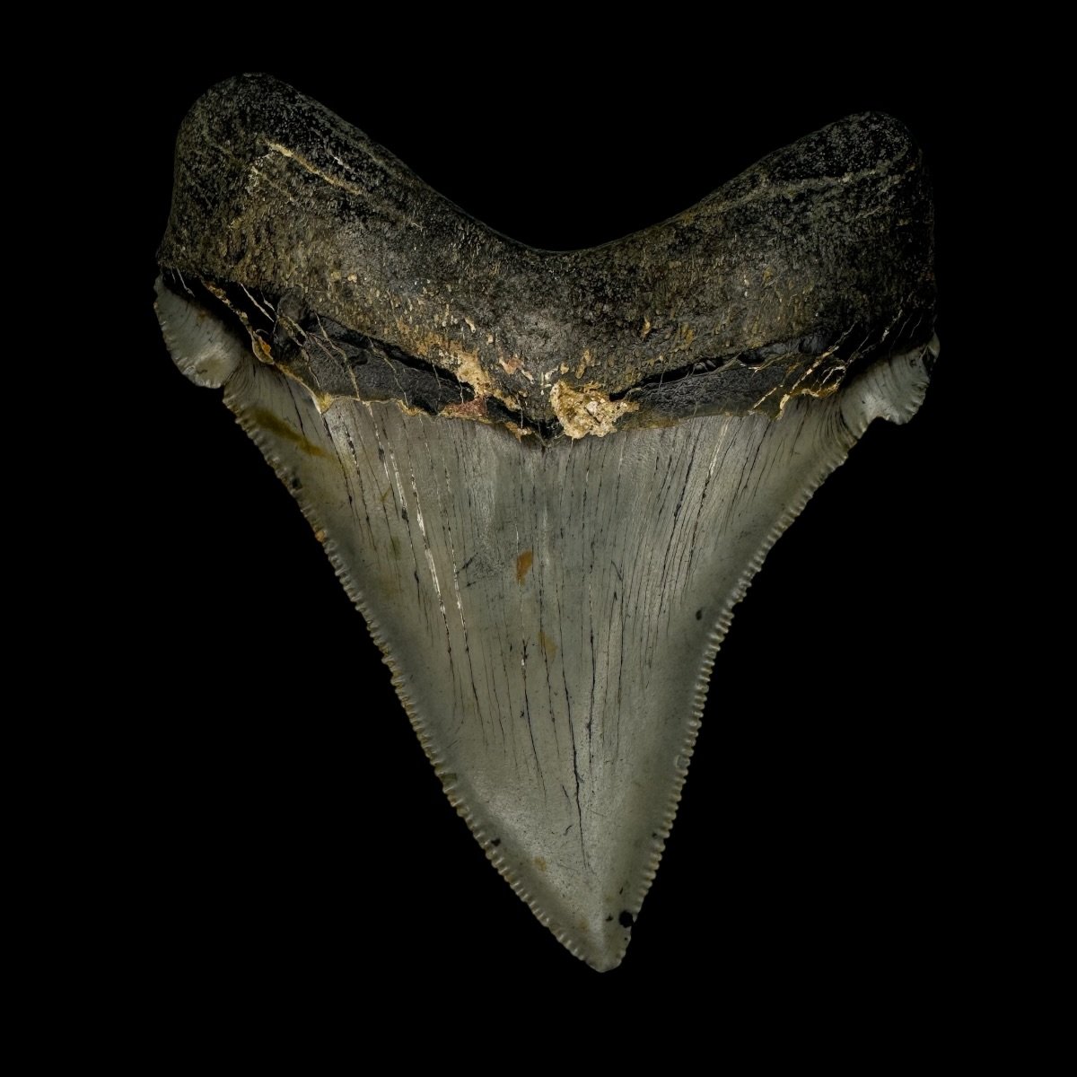 Chubutensis Tooth Fossil 3.30" - Image 2