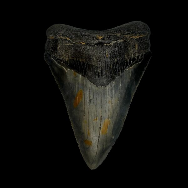 Chubutensis Tooth Fossil 3.10"