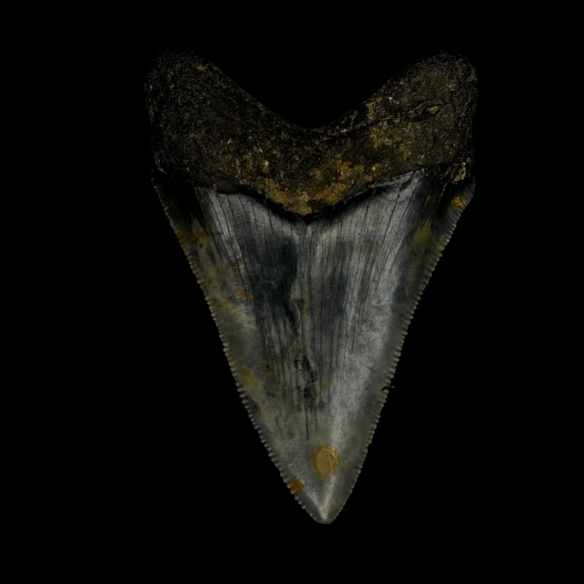 Chubutensis Tooth Fossil 3.10" - Image 2