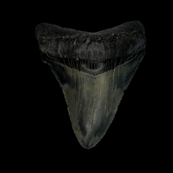 Chubutensis Tooth Fossil 2.90"