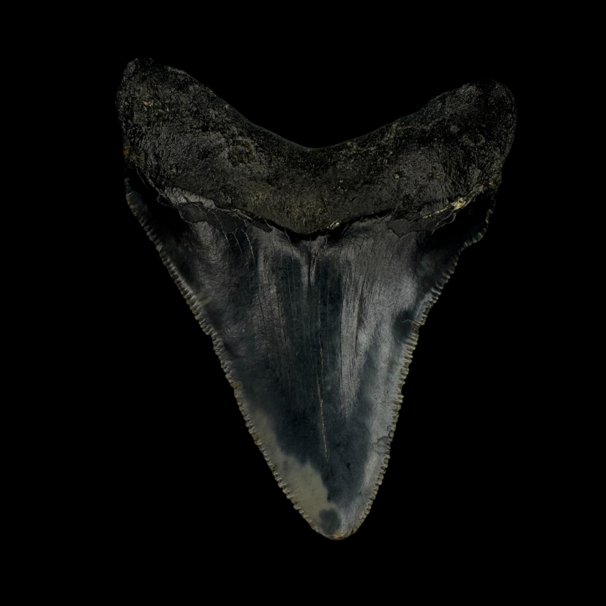 Chubutensis Tooth Fossil 2.90" - Image 2