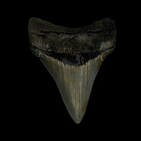 Chubutensis Tooth Fossil 2.91"