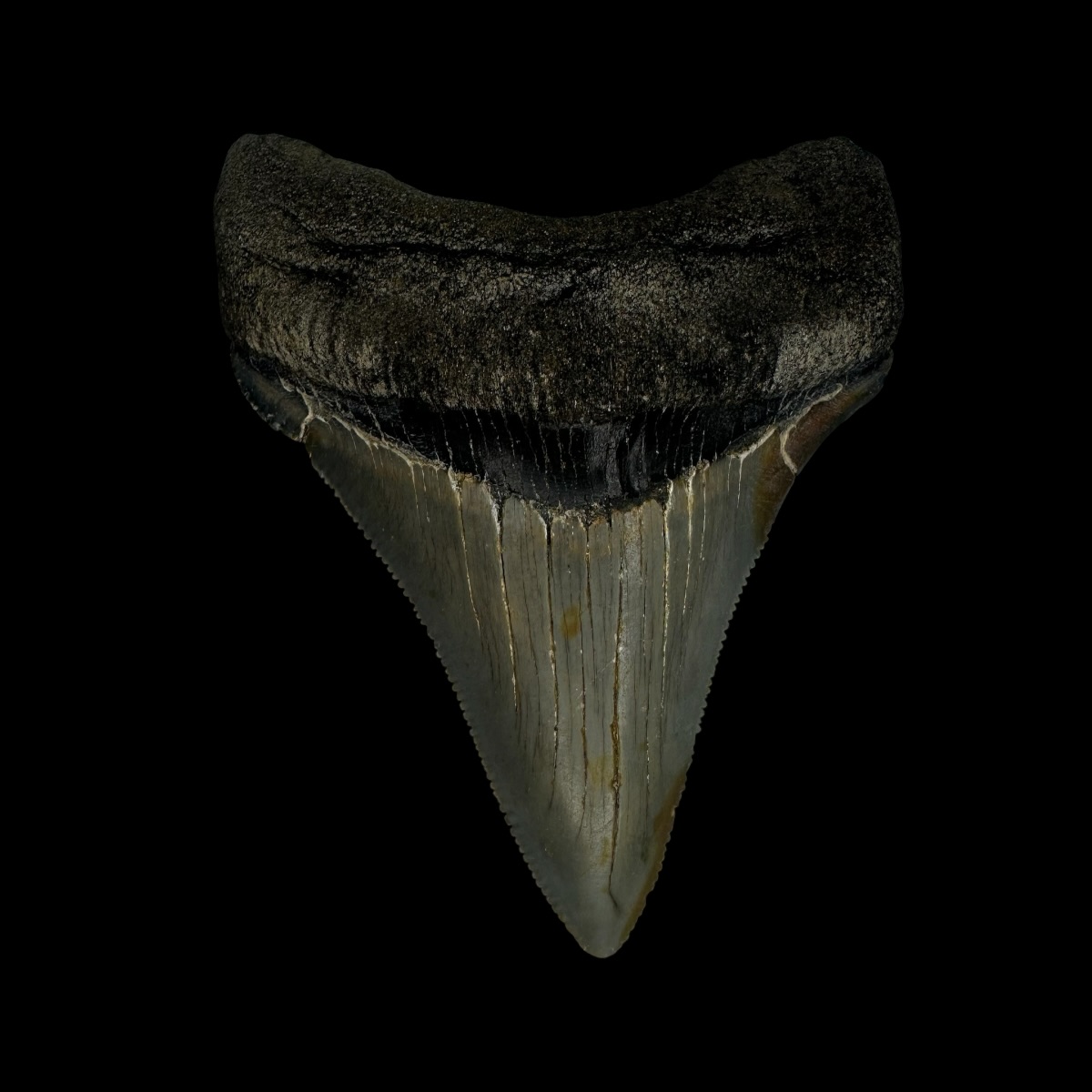 Chubutensis Tooth Fossil 2.91"