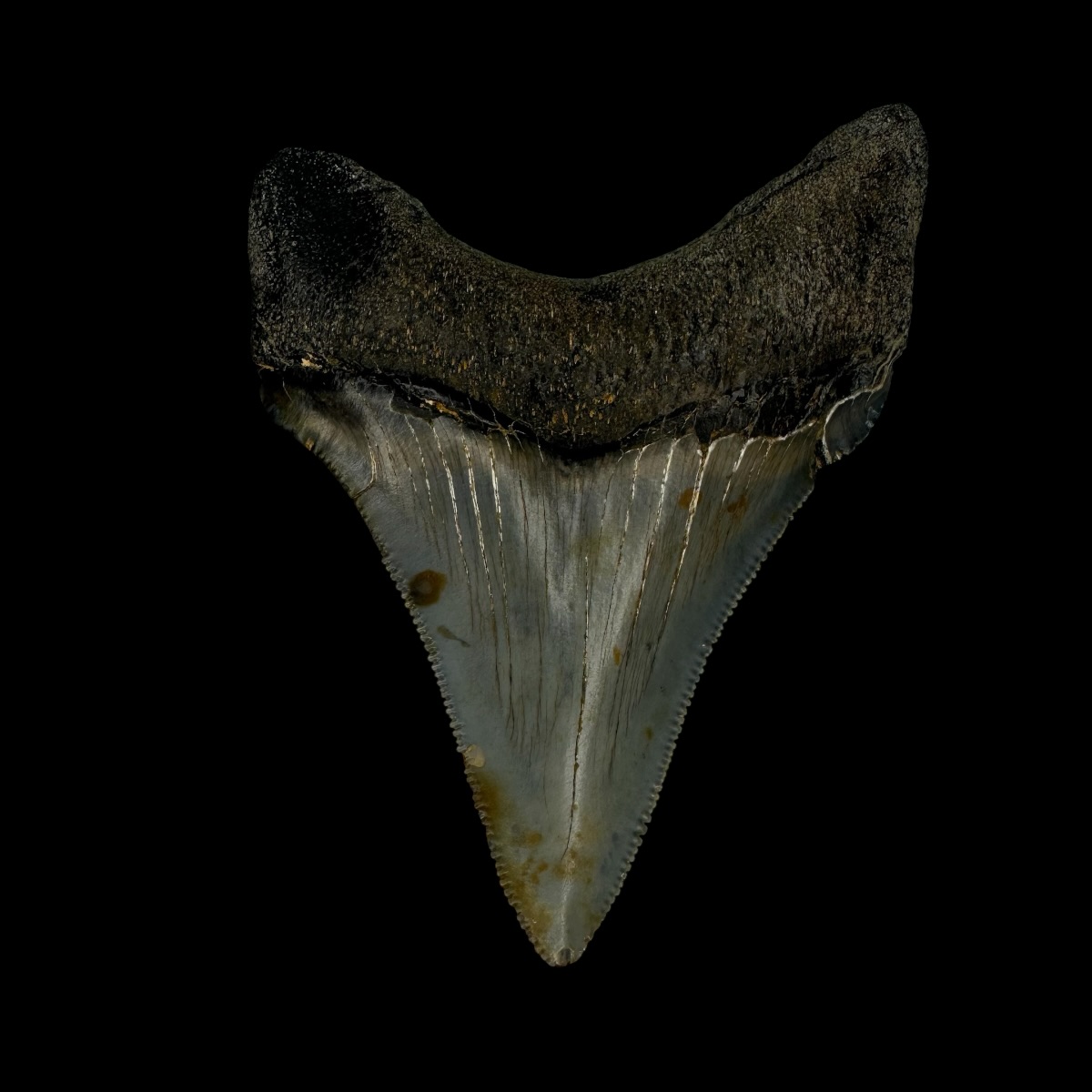 Chubutensis Tooth Fossil 2.91" - Image 2
