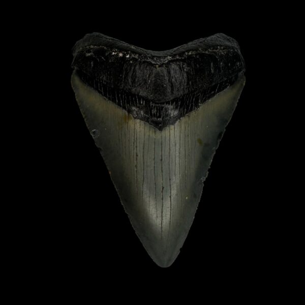 Chubutensis Tooth Fossil 2.76"