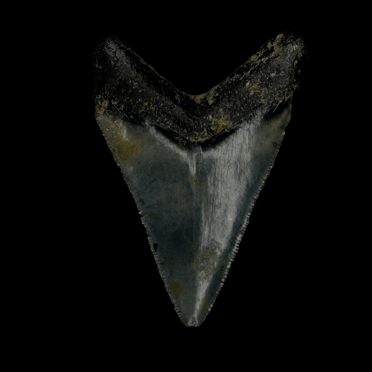 Chubutensis Tooth Fossil 2.76" - Image 2