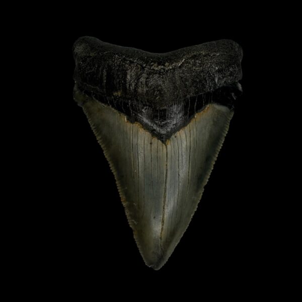 Chubutensis Tooth Fossil 2.76"