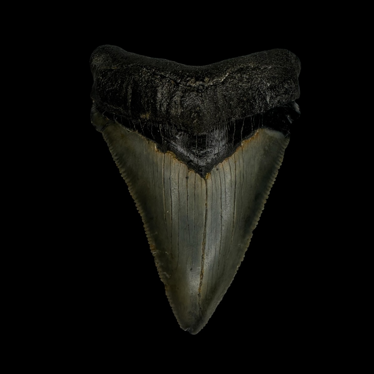 Chubutensis Tooth Fossil 2.76"