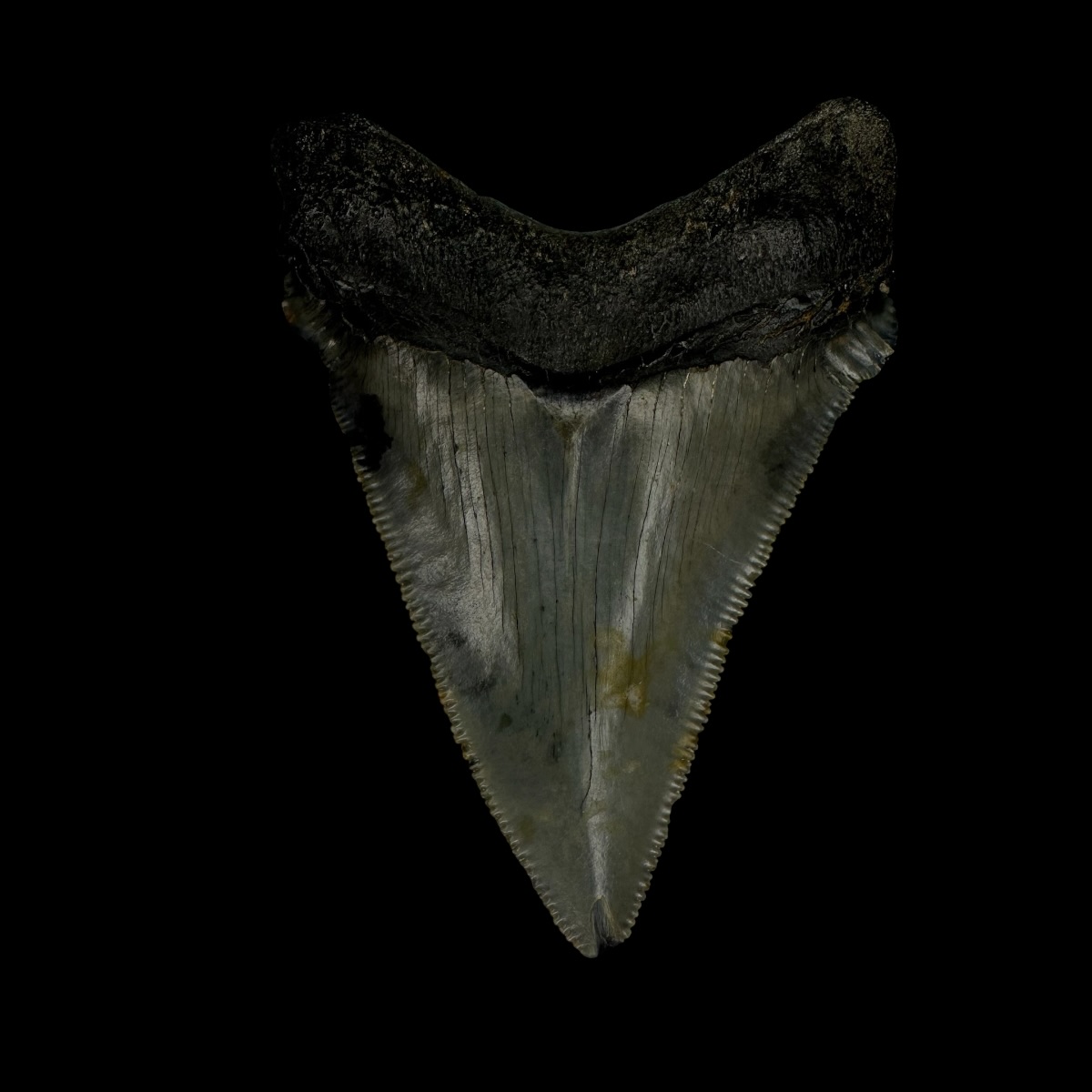 Chubutensis Tooth Fossil 2.76" - Image 2