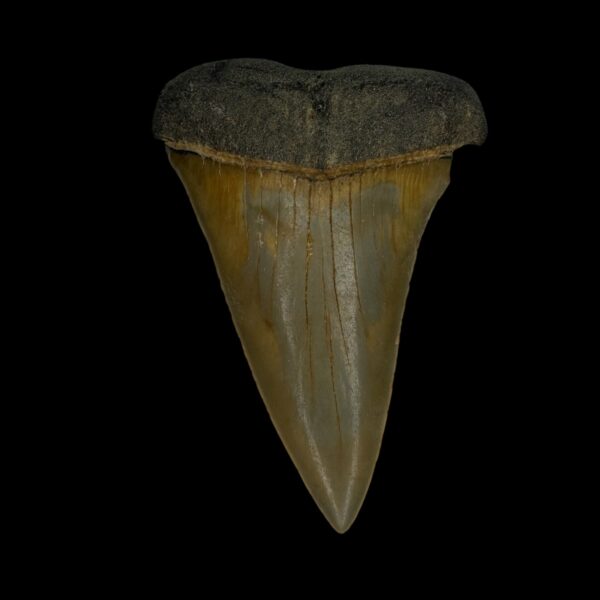 Mako Tooth Fossil 2.69"