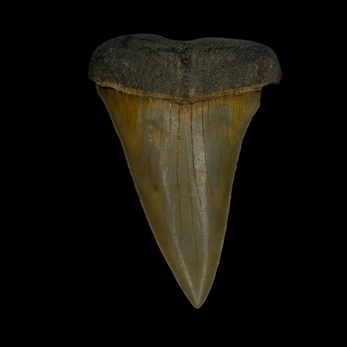 Mako Tooth Fossil 2.69"