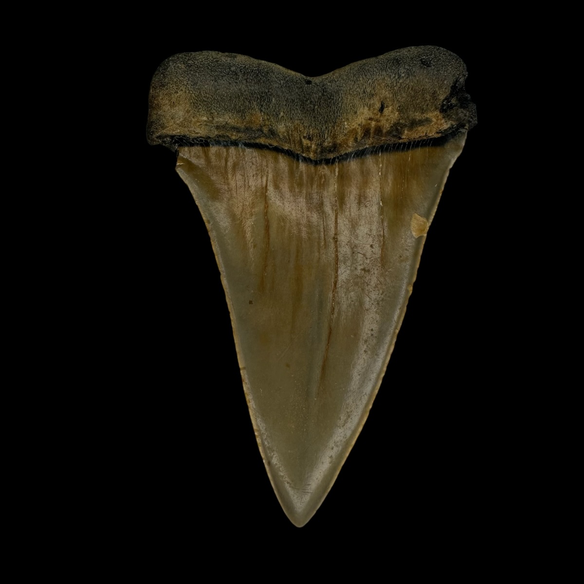 Mako Tooth Fossil 2.69" - Image 2