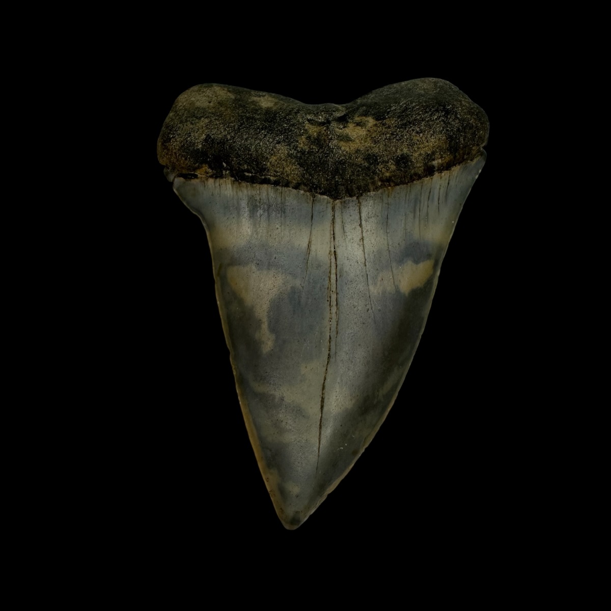 Mako Tooth Fossil 2.46"